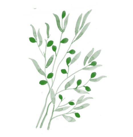 Delicate watercolour illustration of grass and foliage