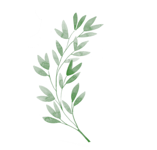 Delicate watercolour illustration of grass and foliage